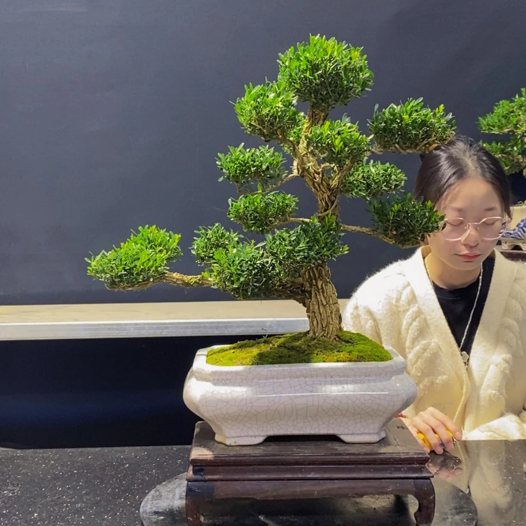 黄杨盆景雀舌软枝