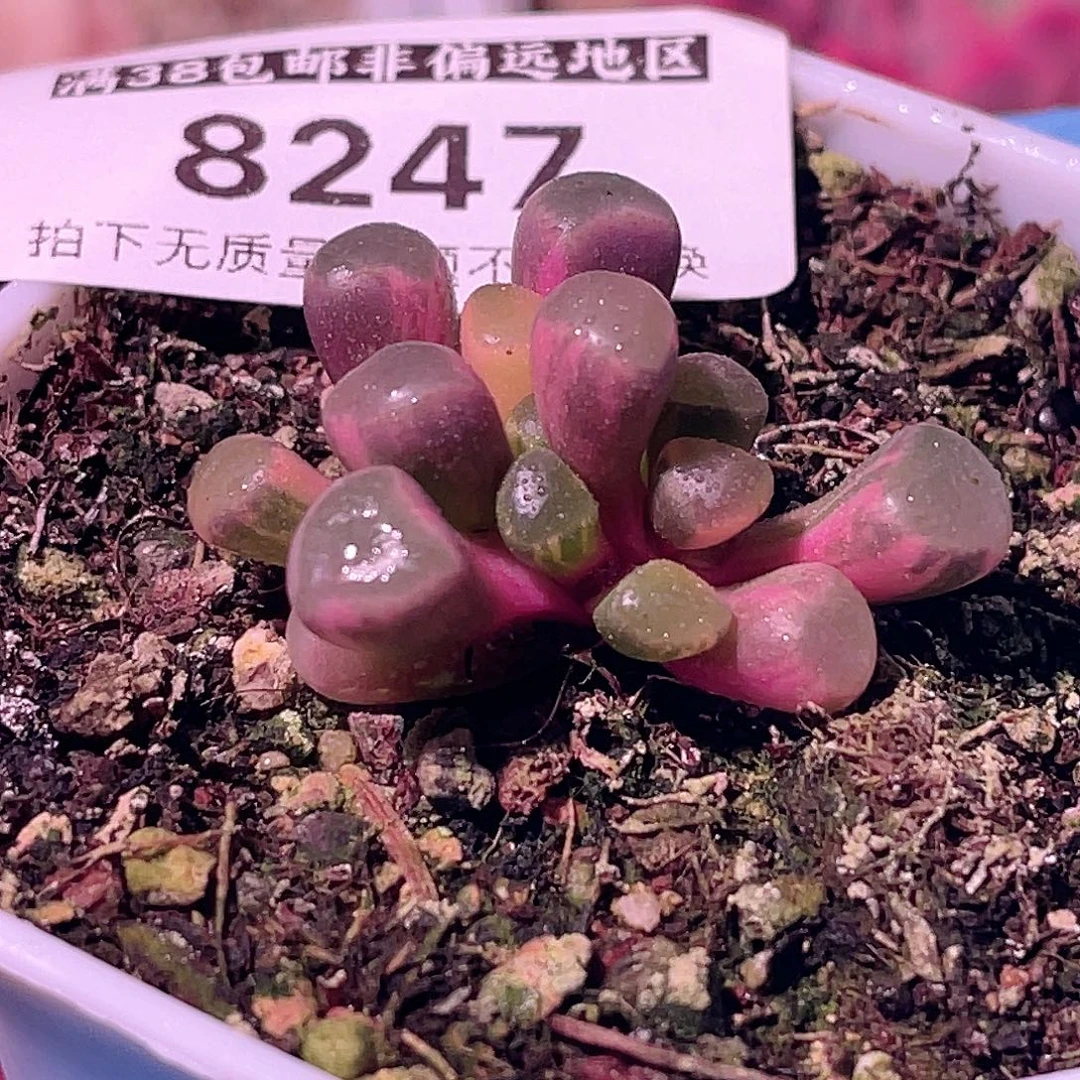 尚品园艺福利锦8247