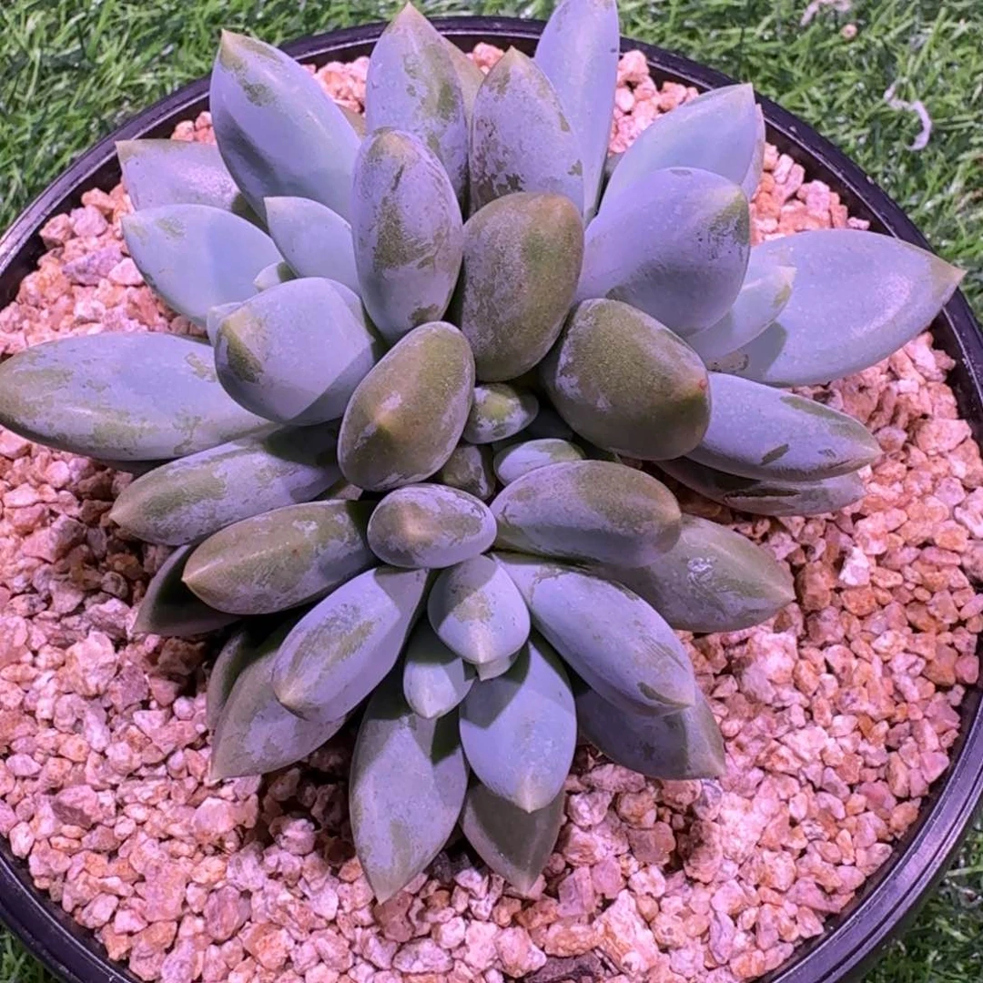 多肉植物哥特萝莉