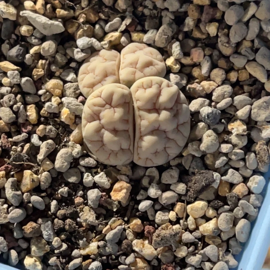 悟***问7557双头荒玉1母本