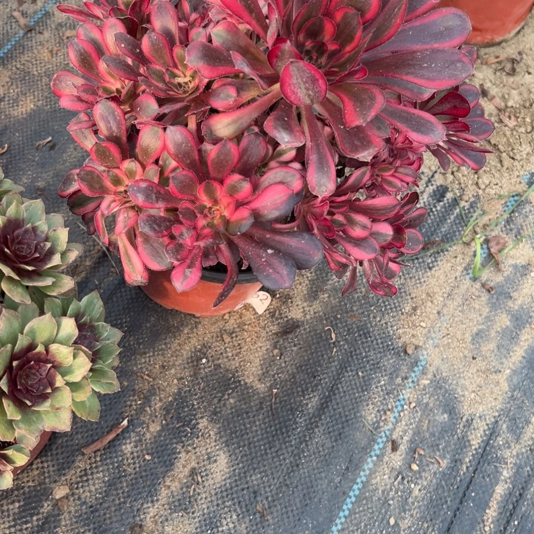 029香内儿多肉植物法师多肉