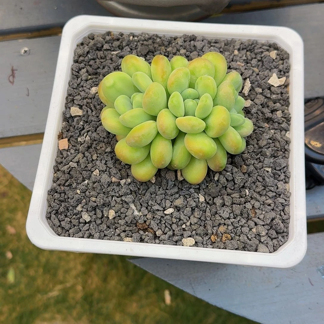 库克一颗竞拍价格