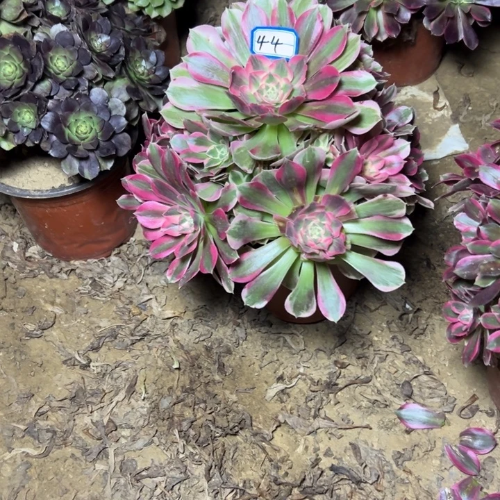 多肉植物粉妖月法师44