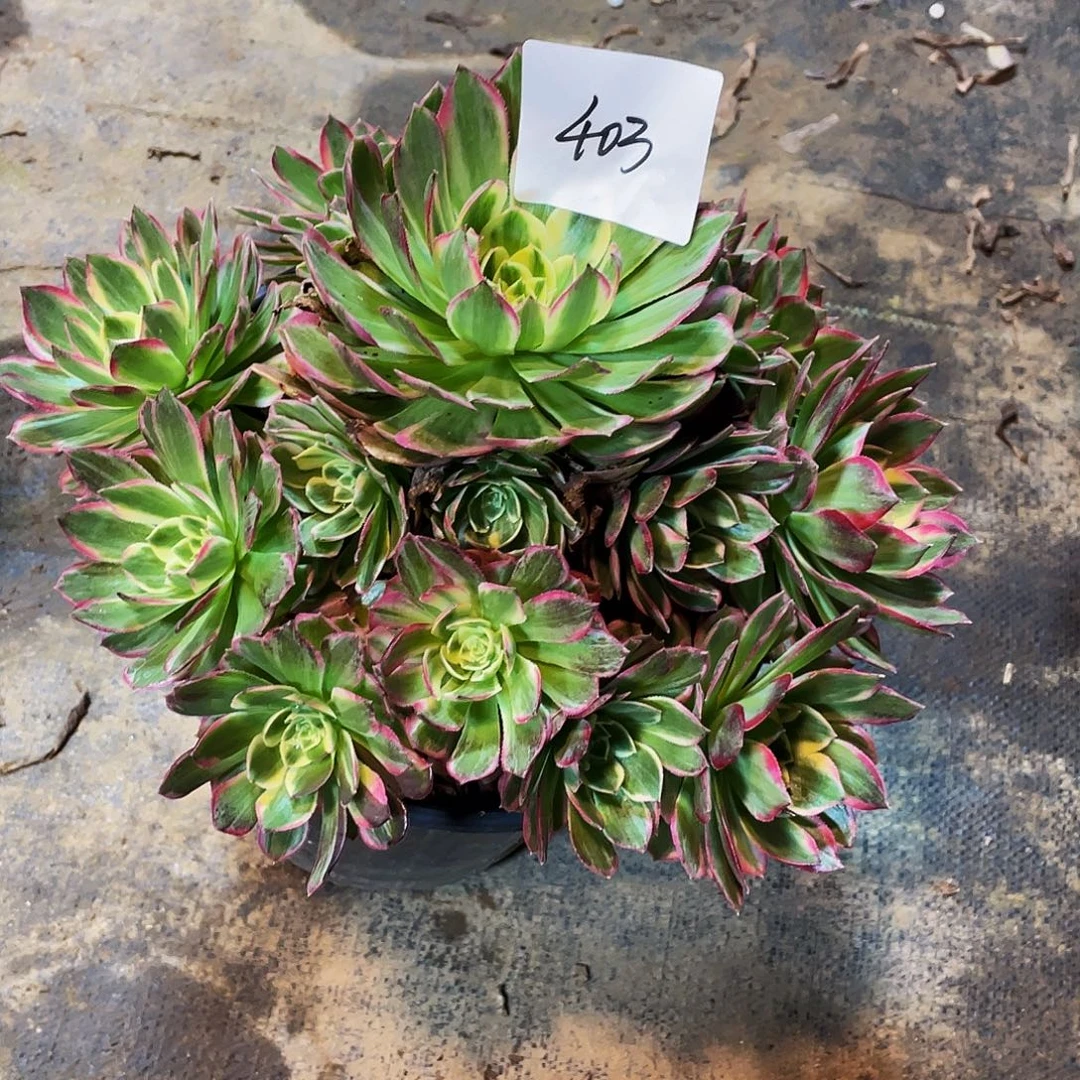 忽***来多肉法师403号粉海王发货不包损