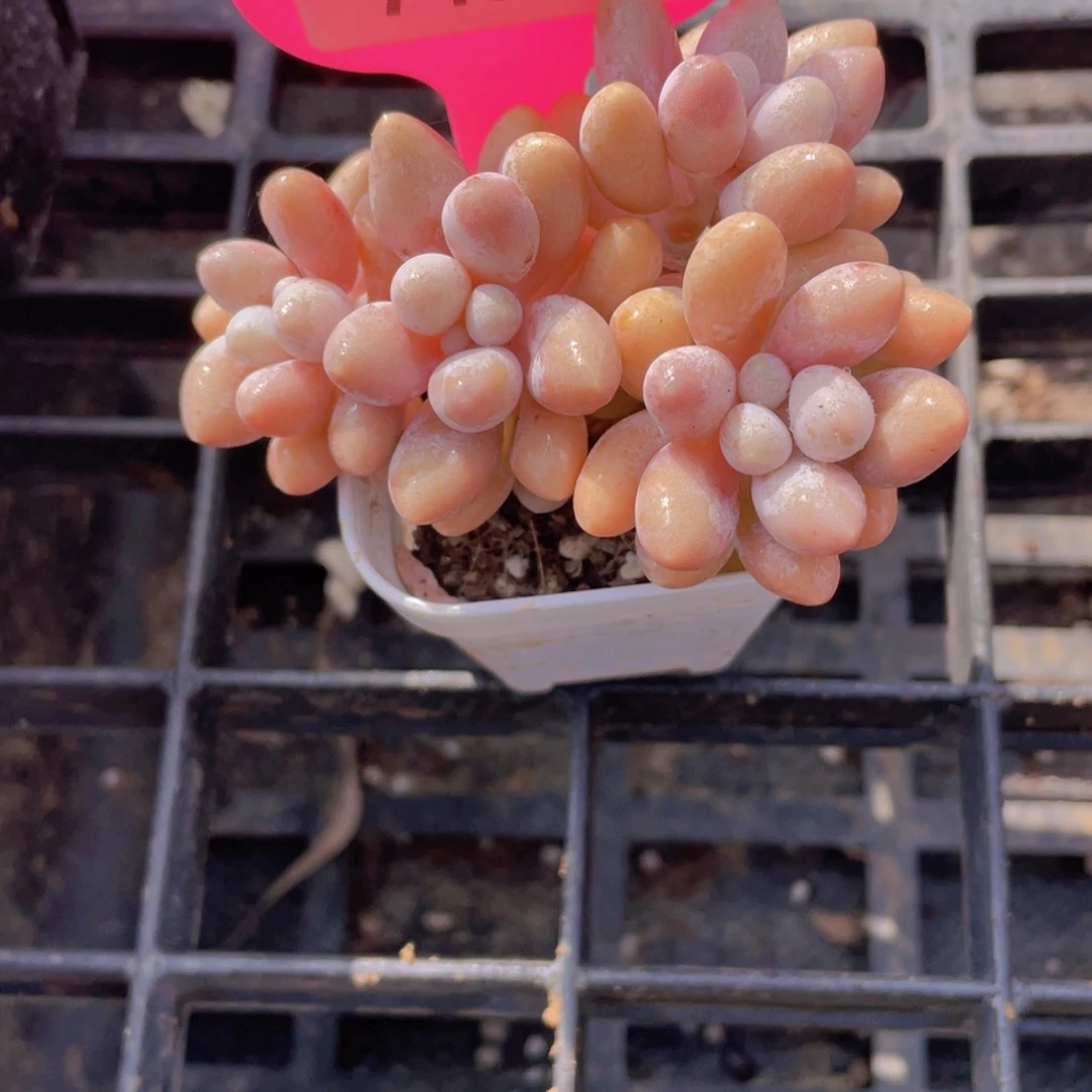 748号 老桩丸叶汤圆多头