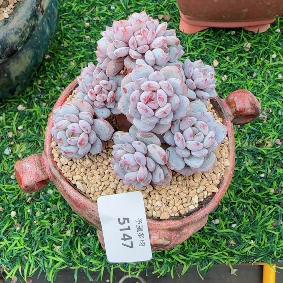 星星橙小树缀，5147多肉植物