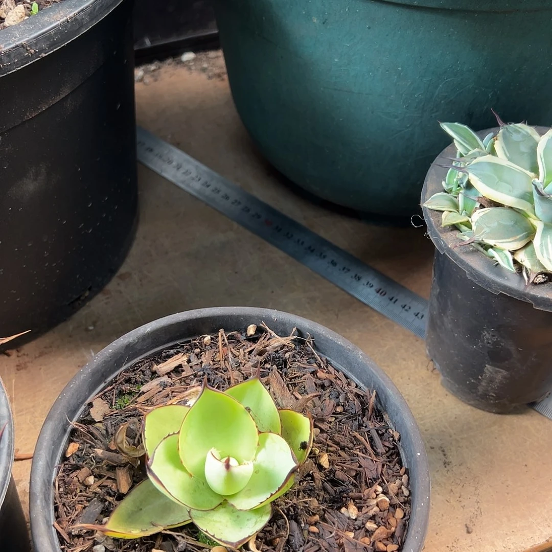 无花朵多肉植物绿荷龙舌兰