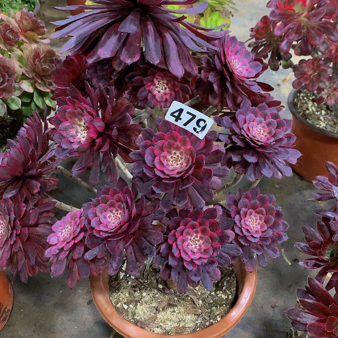 W*L多肉紫霞479.000000