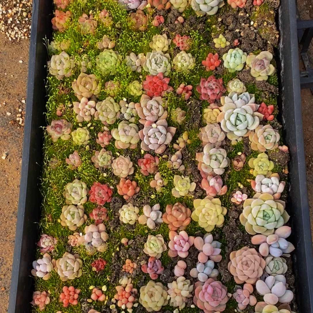 477多肉植物保护研究所所长