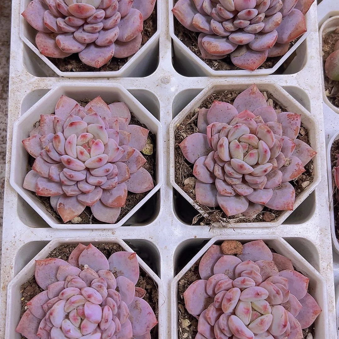 星星橙2颗19包邮多肉