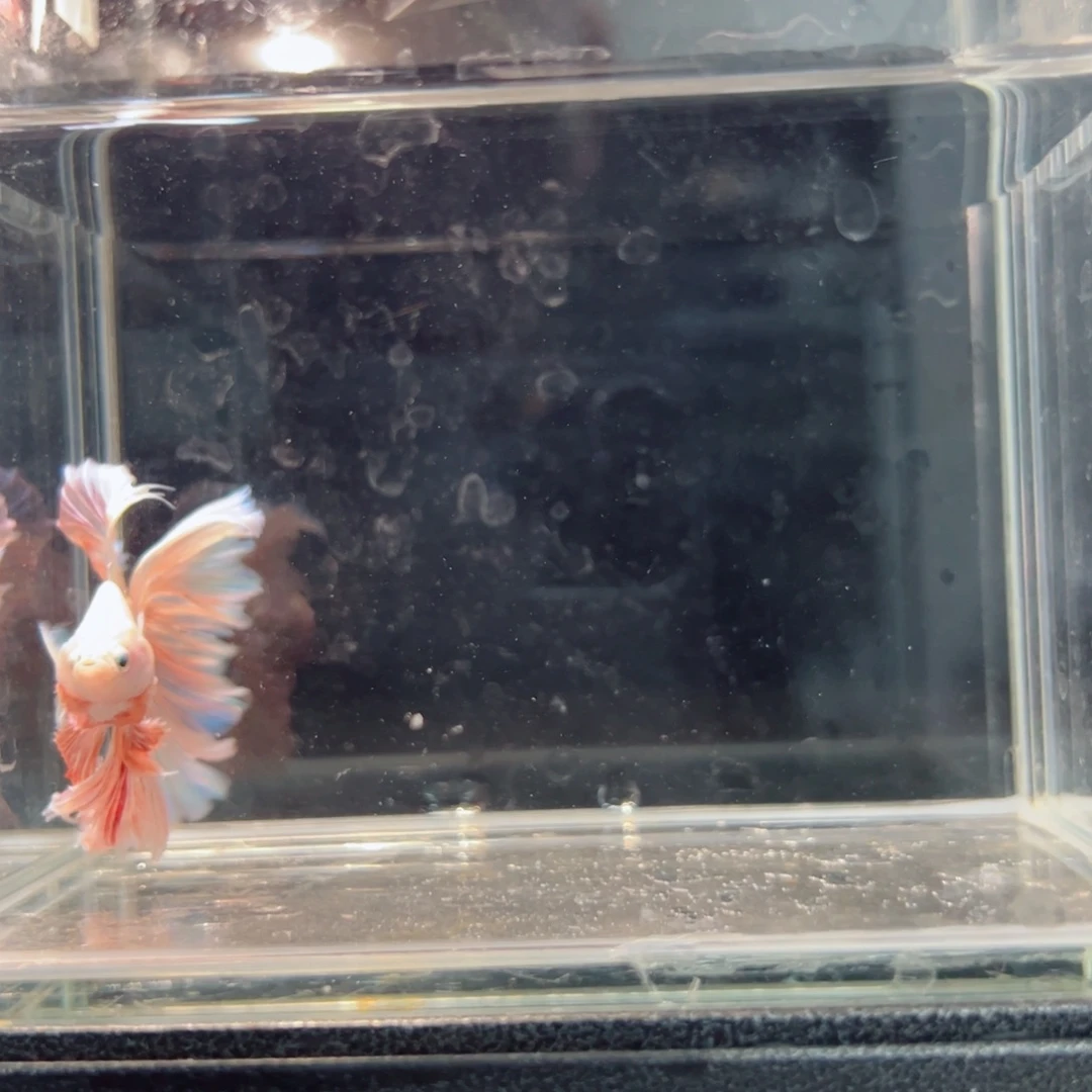 斗鱼浅色仙仙裙特殊尾