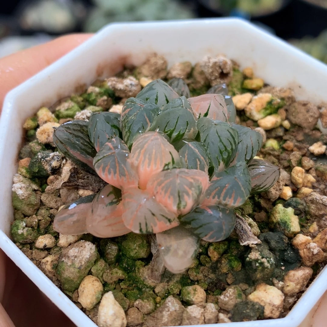 狄原no5玉露锦，带盆一起