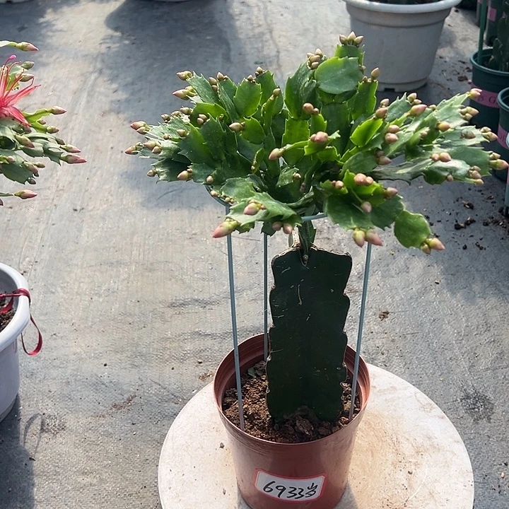 红索蟹爪兰尾号6933