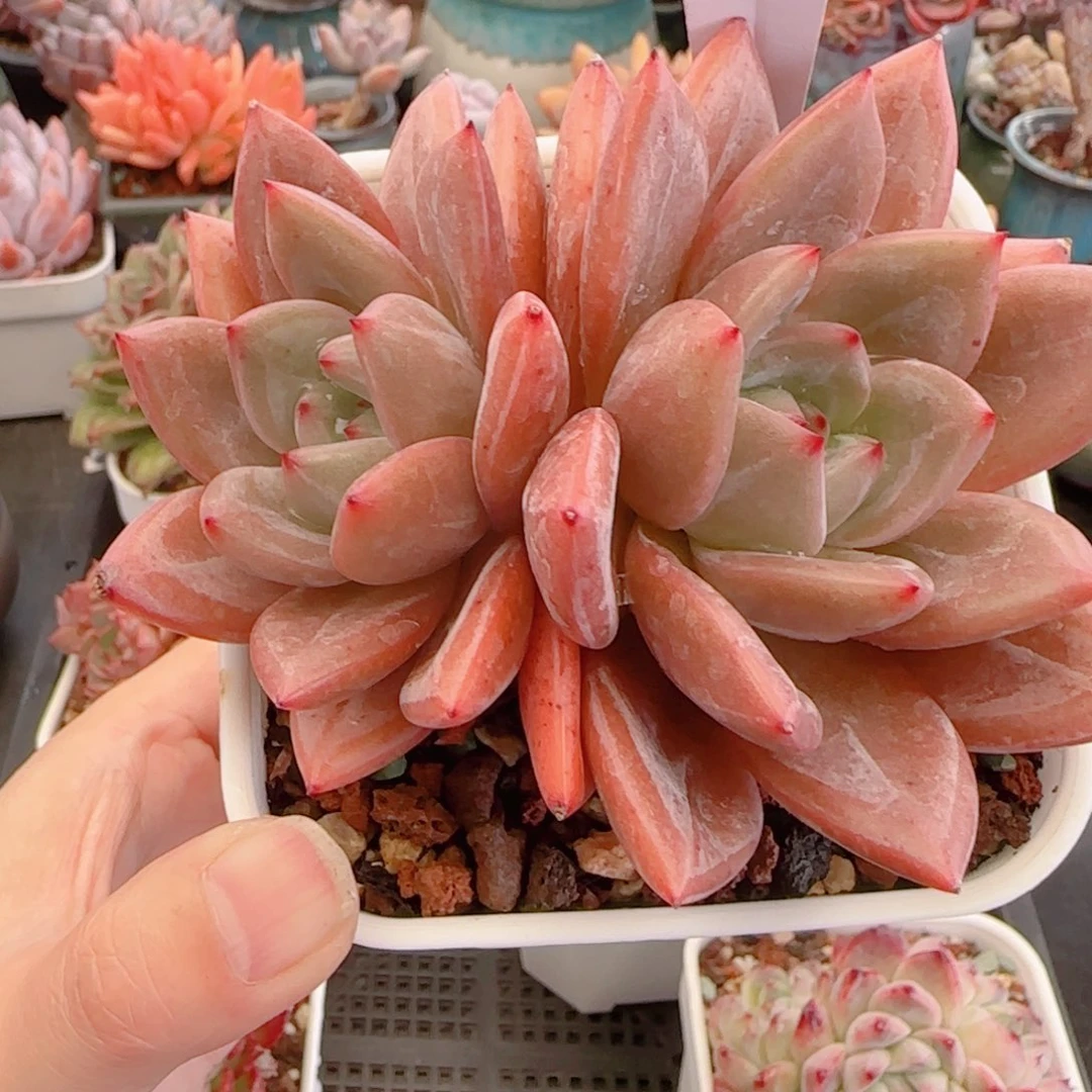 多肉植物3268…………………