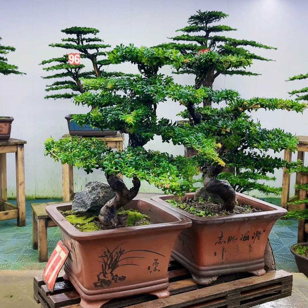 【闪购商品】无花朵