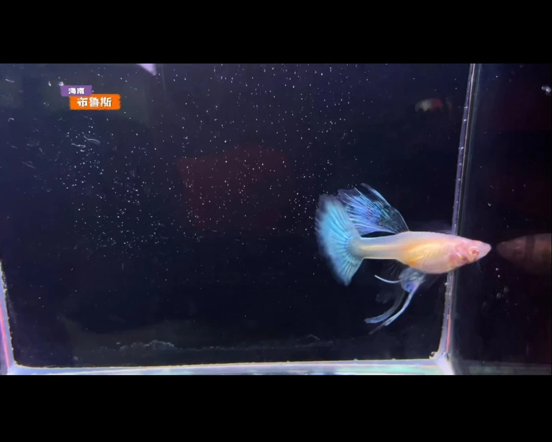 精品孔雀鱼天空蓝白花瓣蝶翼大C孔雀鱼超大帆的小型观赏鱼