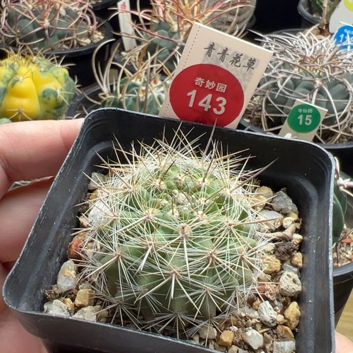 实生伏龙玉一棵仙人球