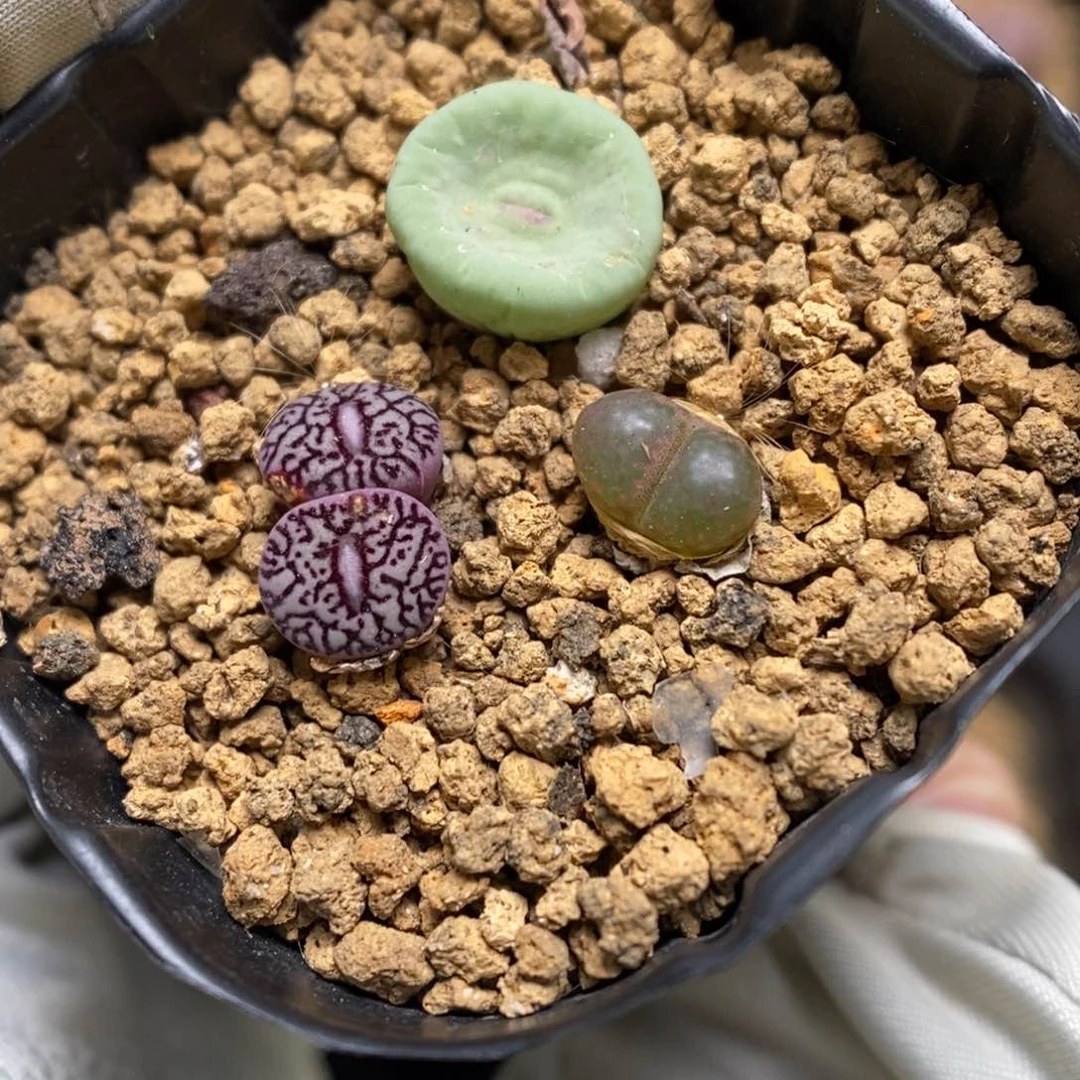 多肉植物肉锥K-3728 三颗