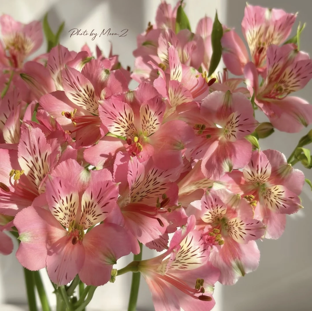 【深粉色水仙百合】 全店两单顺丰冷链包邮家居鲜花养护