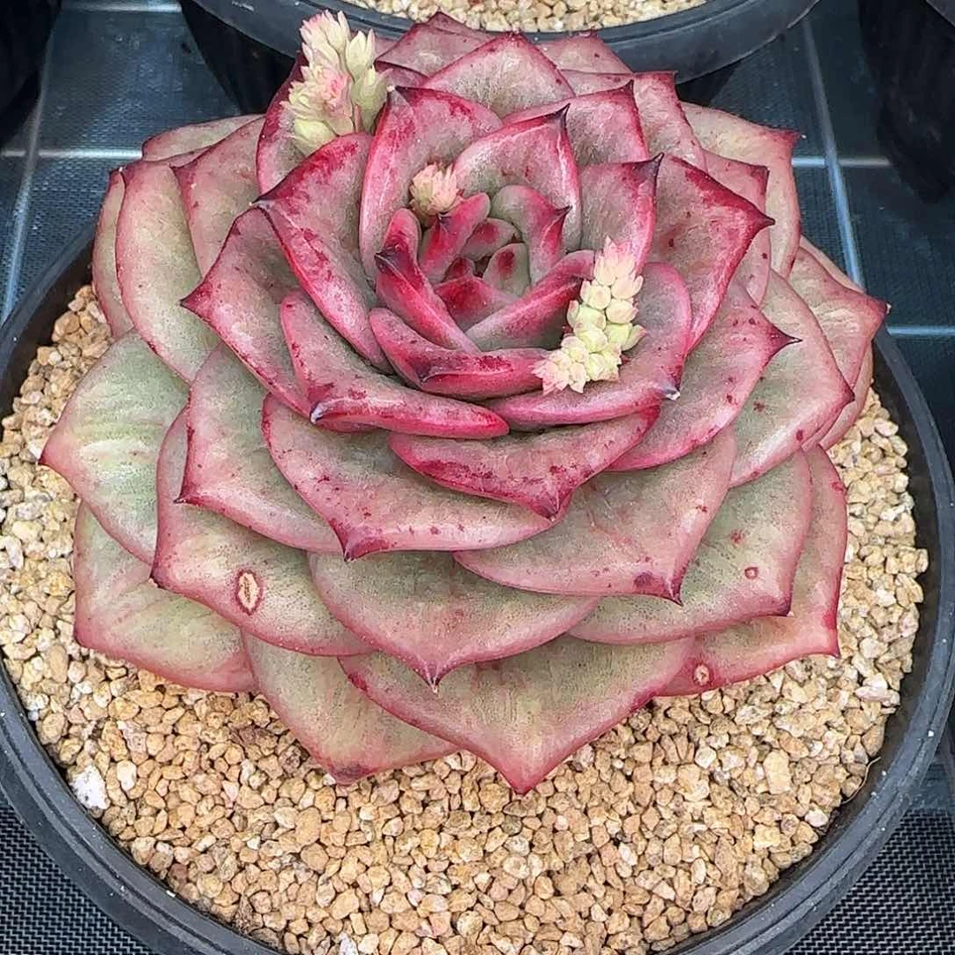 从前慢甄选多肉编号蔷薇