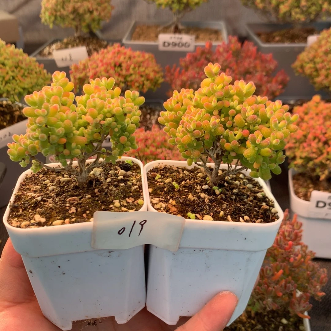 019金橘蜜橘    福利