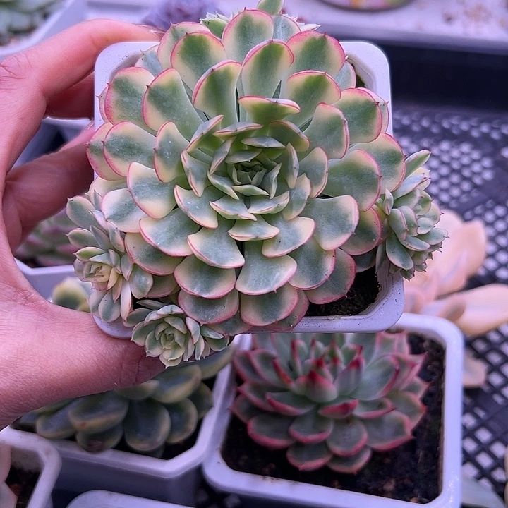 梦幻玫瑰锦38包邮多肉