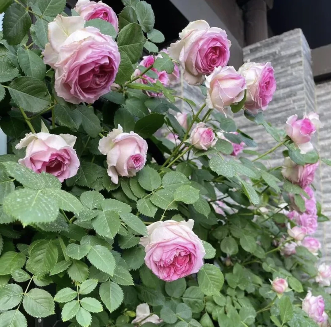 罗伊无刺大花浓香多季节开花庭院盆栽