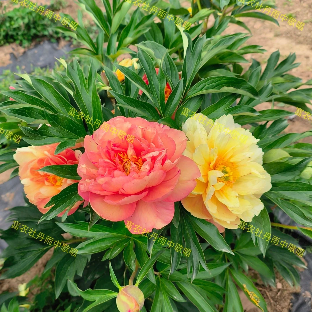 伊藤系列芍药苗  雨中歌唱