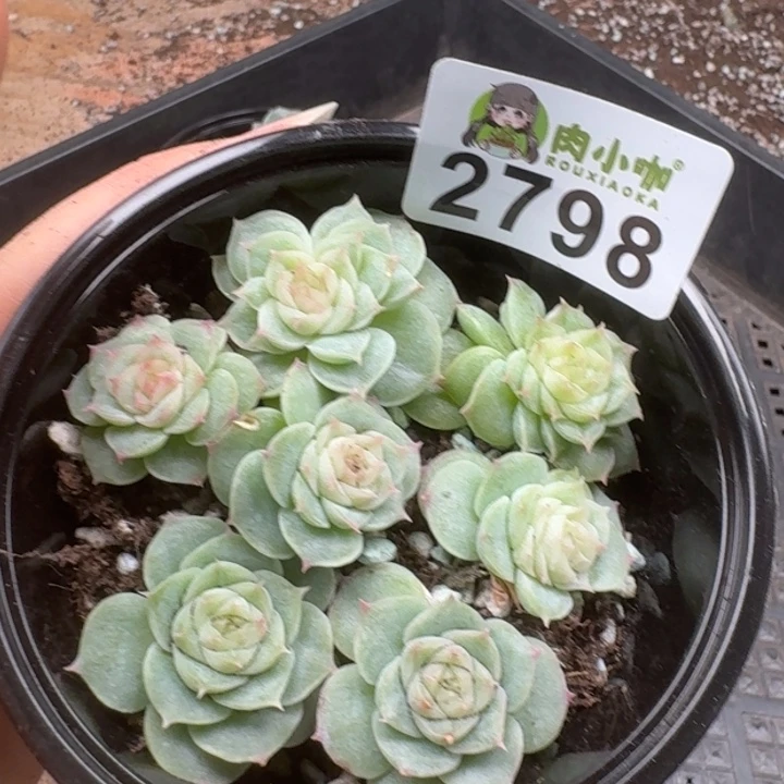 多肉植物多肉植物
