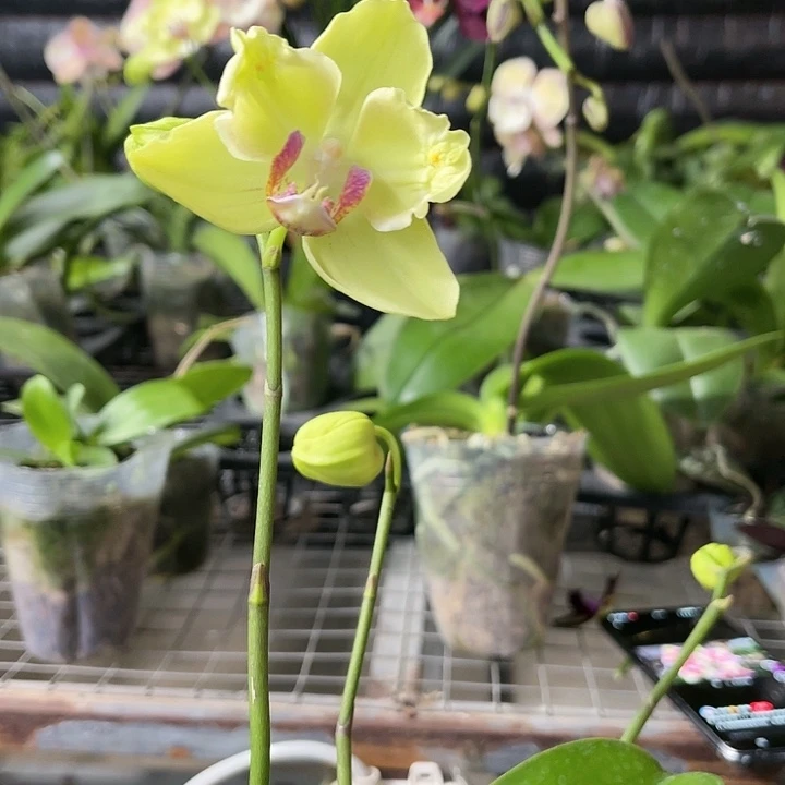 当前无花栽培后可以开花绿如意变异