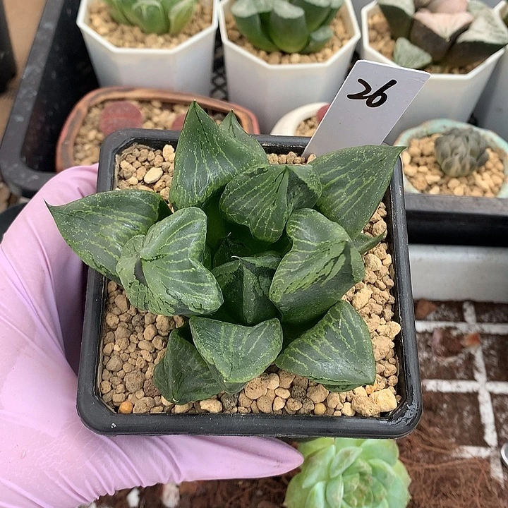 裹斑若 一物一拍 带盆土