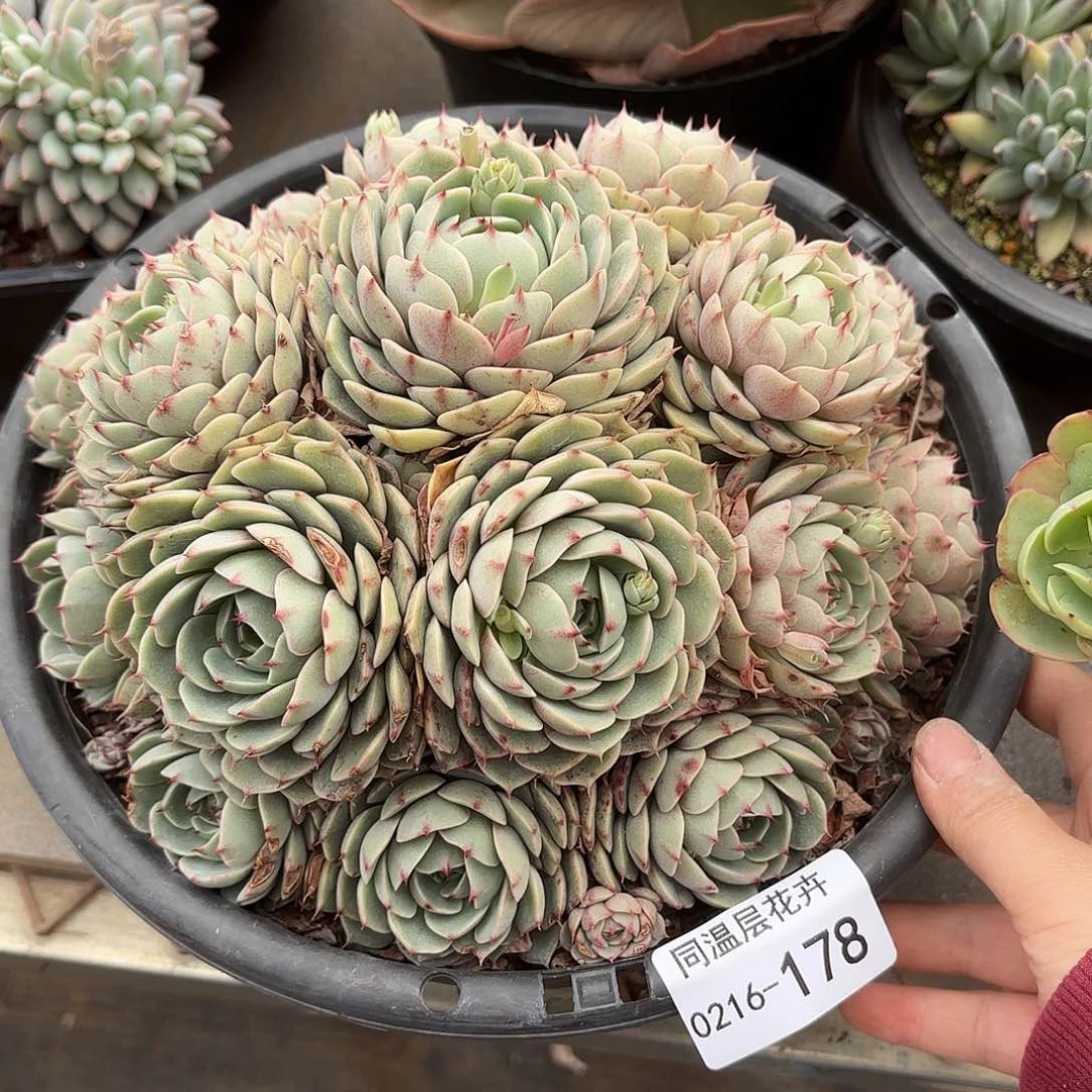 清**桔同温层多肉笨吧大178