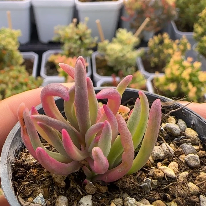 033-冰花锦植物枝干