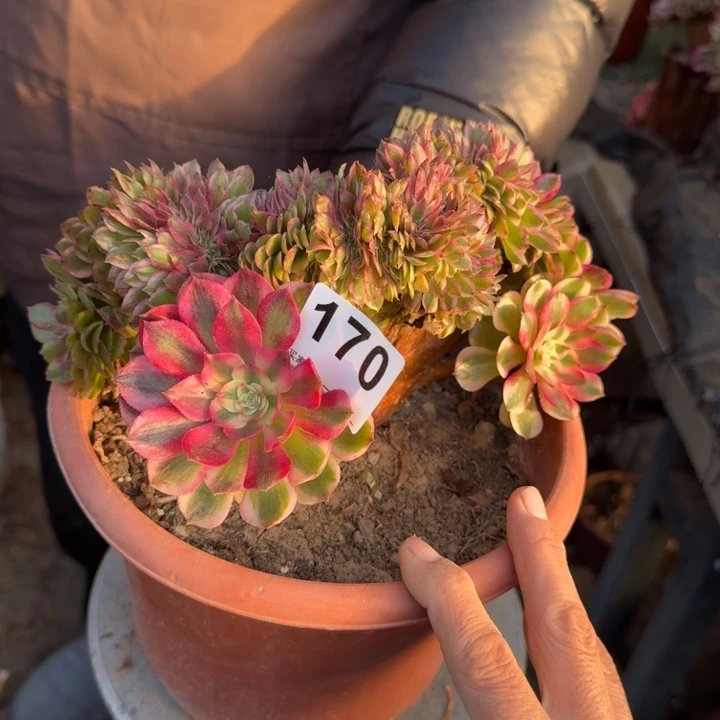 荔枝法师锦缀化170