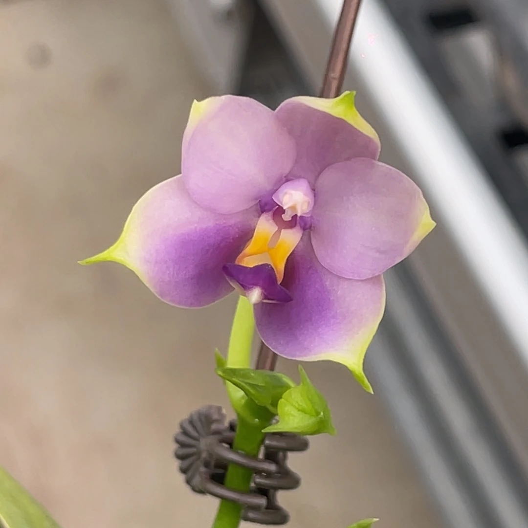 完全开放SWR21CU-蓝荧光-661