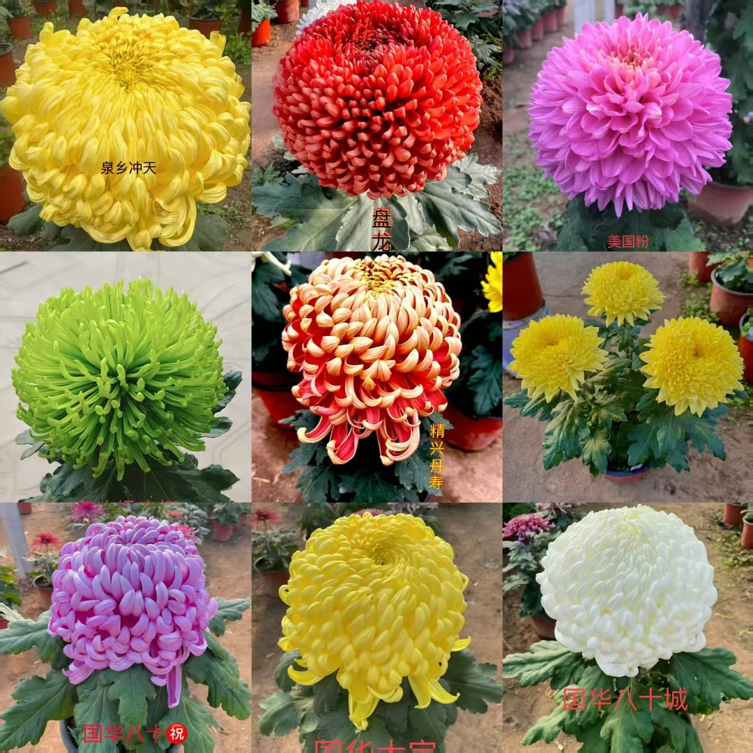 精品对版大菊30棵/组可选耧斗菜万寿菊小雏菊彼岸花抖音养花开花