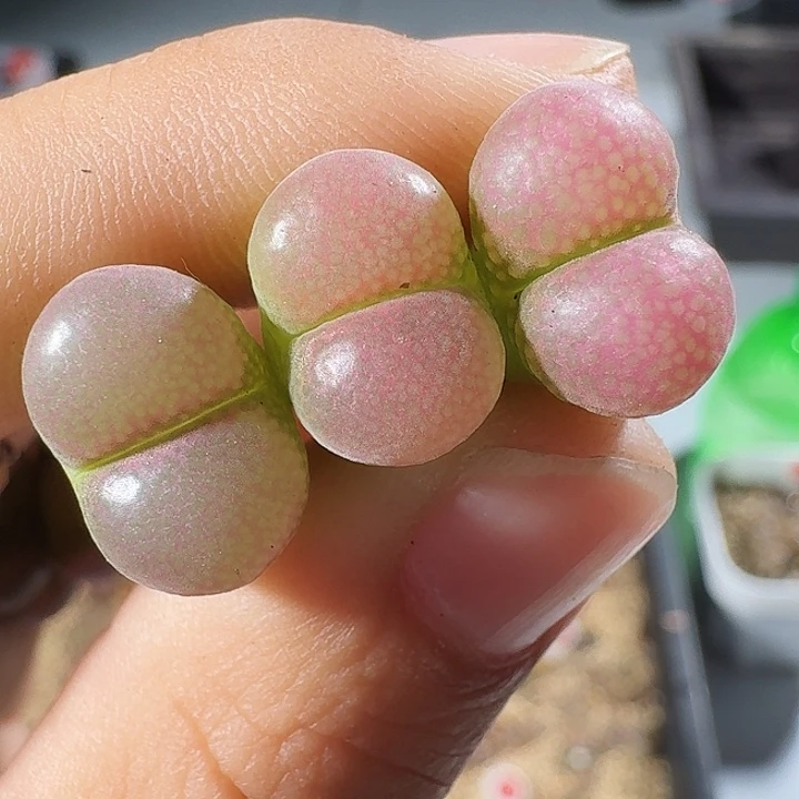 无花朵颖*儿多肉植物330