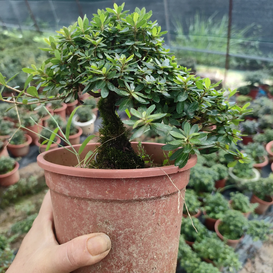皋月杜鹃明美碧空菊姬好月盆栽绿植