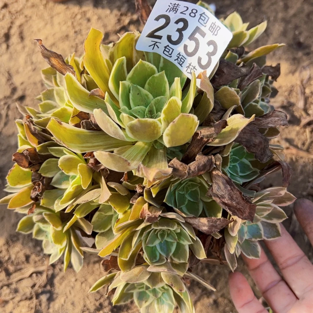 浣纱多肉植物2353