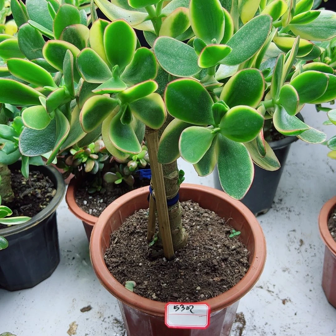 工***姐稀有新花月锦带原土球发货5302