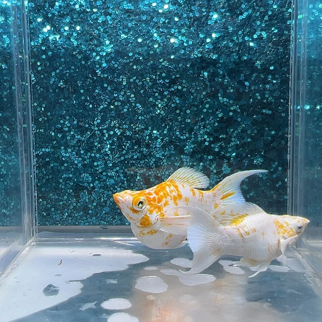 孔雀鱼樱花玛丽一对002