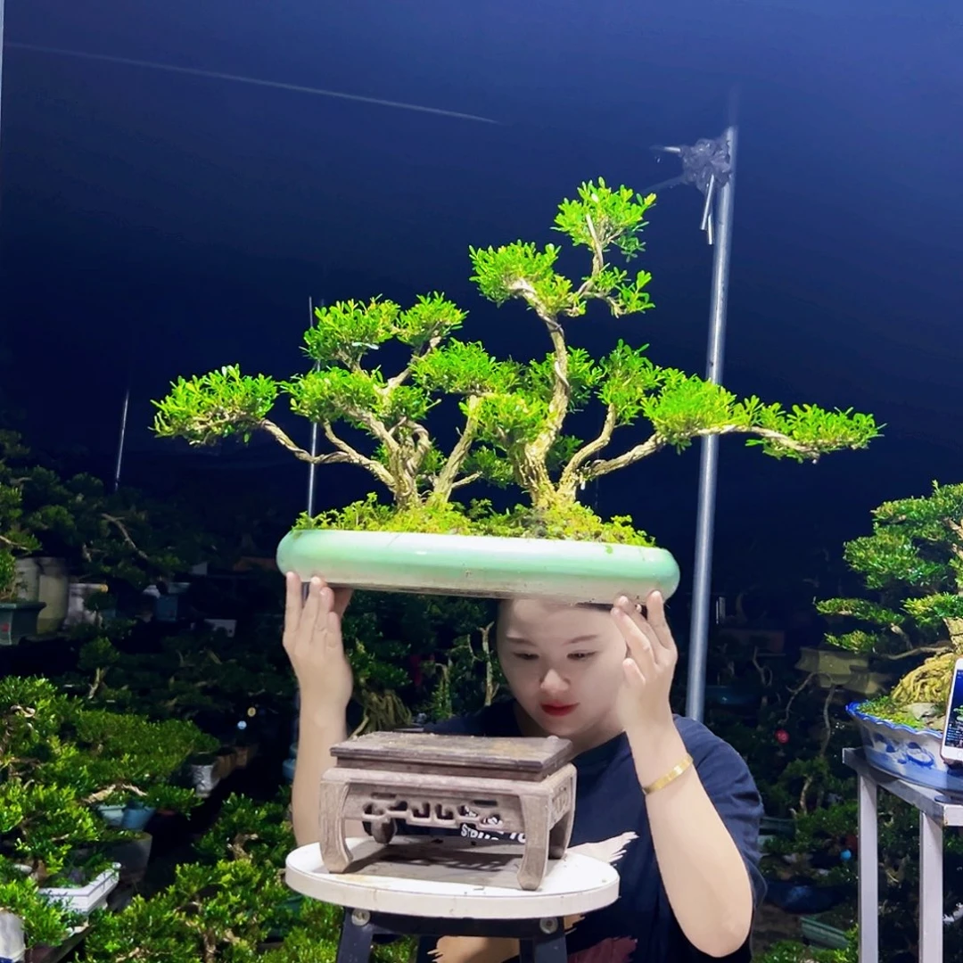 完全开放黄杨木