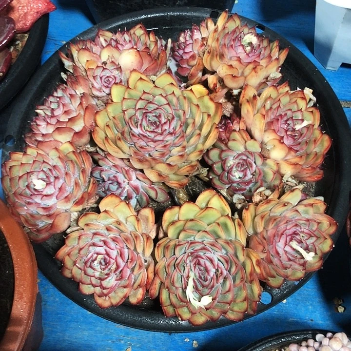 荷花捧花多肉植物