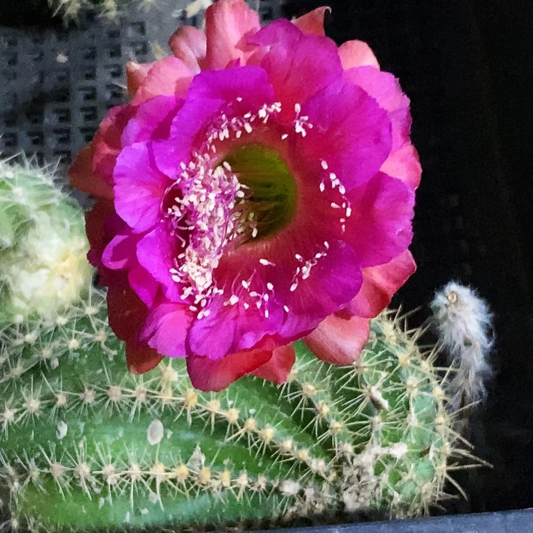 彩 2–2侧芽歪20包邮/5公分