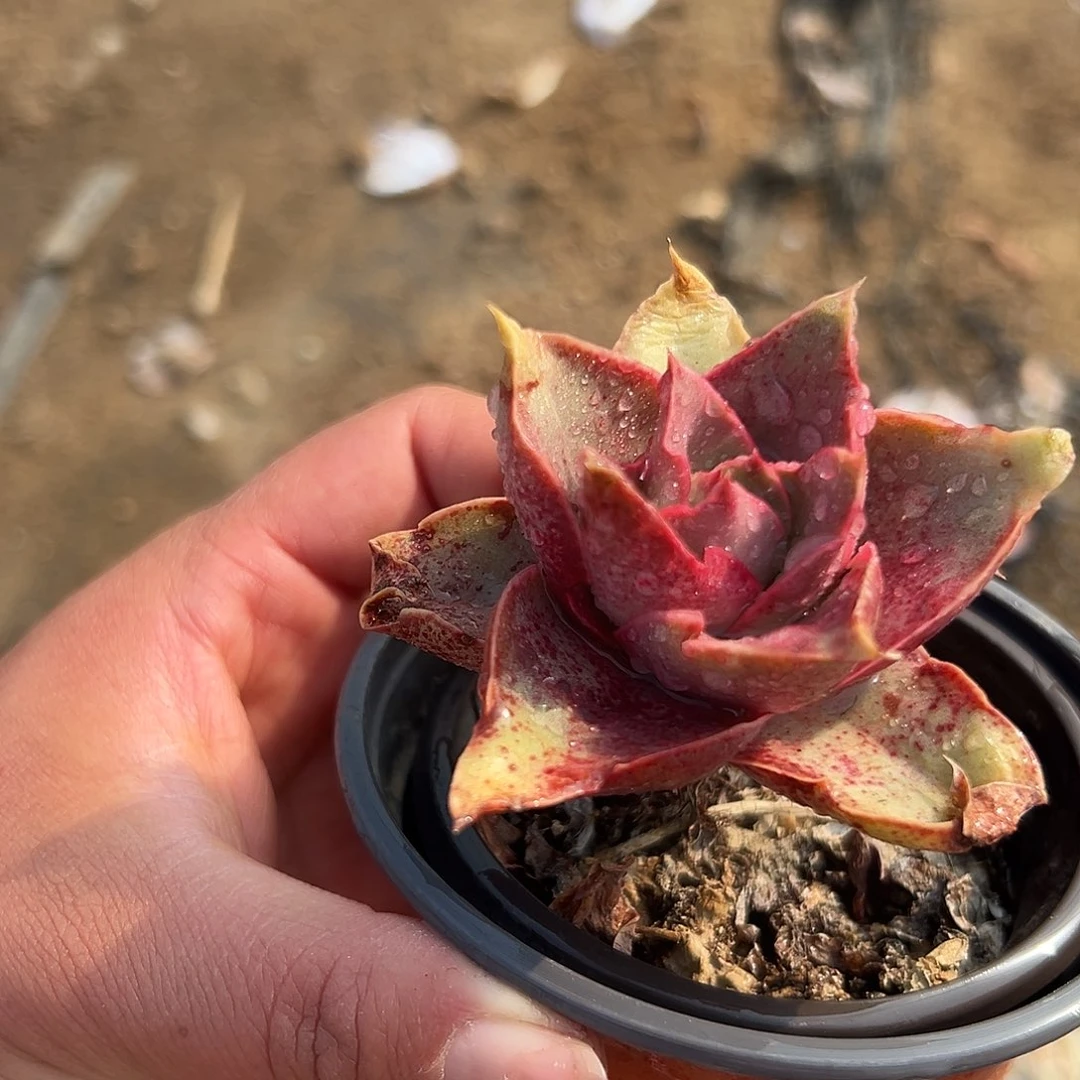 多肉植物多肉植物