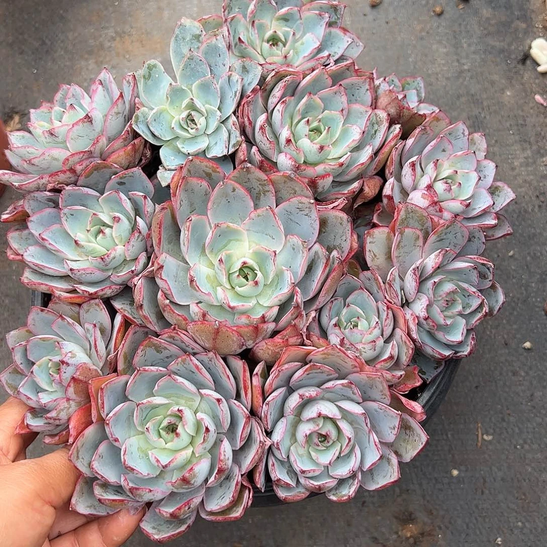 赫拉老桩，一物一拍