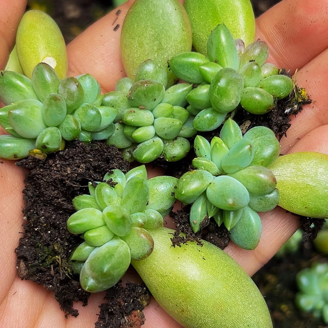 5颗美人系列多肉植物