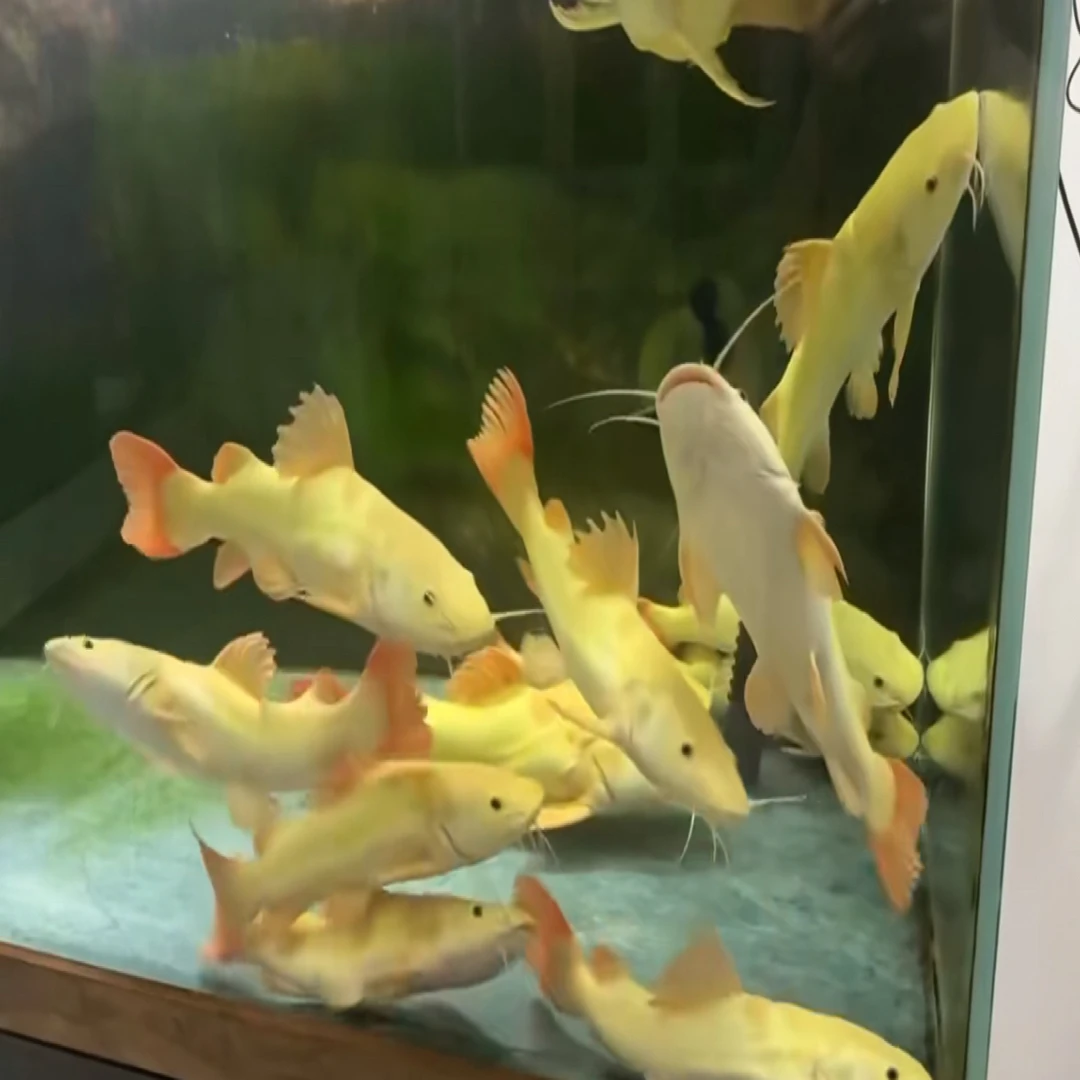 招财猫鱼活体热带观赏鱼大型淡水好养耐活底层鱼