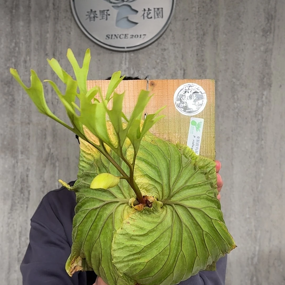 完全开放亚猴鹿角蕨春野花园