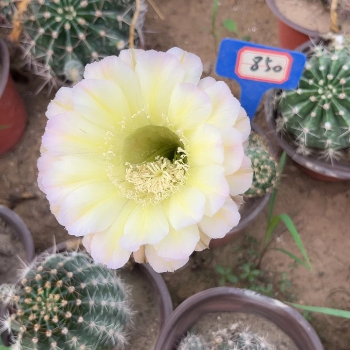 850，彩草60号。。。。